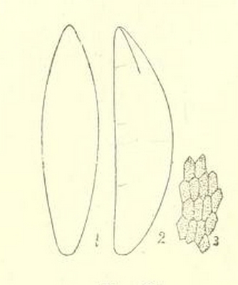 Silba adipata McAlpine: egg.