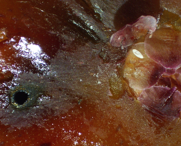 Silba adipata McAlpine: larva exit hole, on the left, and empty egg envelope under a raised ostiolar scale.