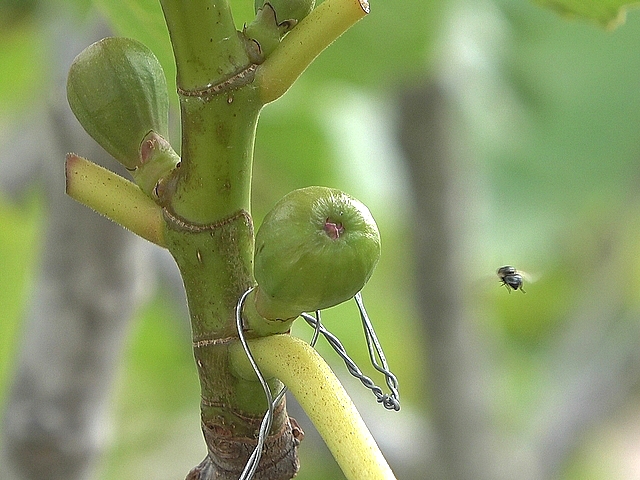 Silba adipata McAlpine: egg-laying female flying towards an immature fig ('Bellone' variety).