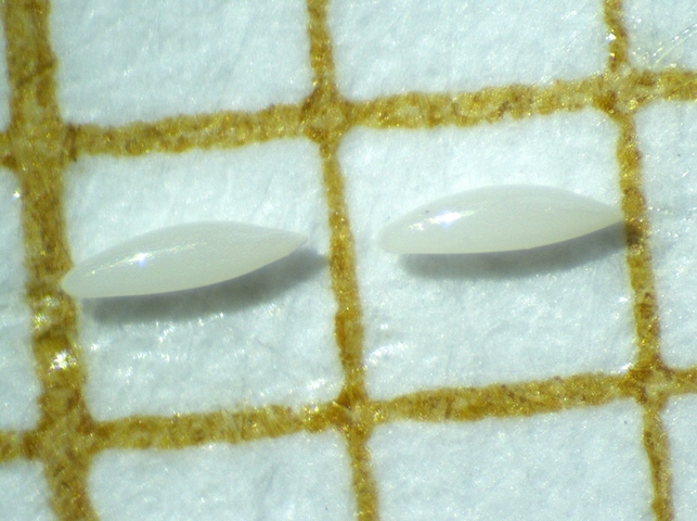 Silba adipata McAlpine: size of the egg (eggs placed on graph paper).