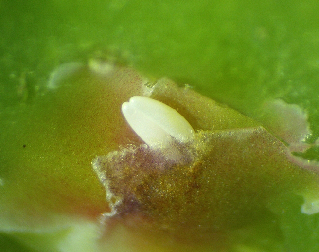 Silba adipata McAlpine: two eggs discovered under two intersecting ostiolar scales.