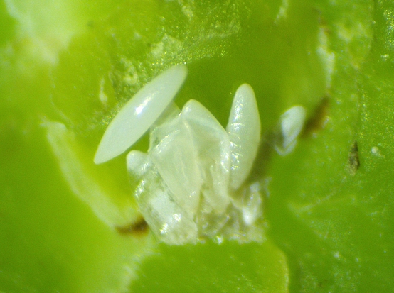 Silba adipata McAlpine: presence of two unhatched eggs of different freshness states under the same ostiolar scale.