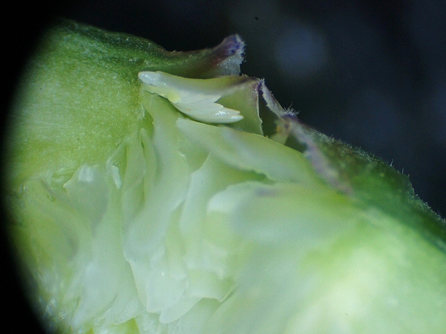 Silba adipata McAlpine: eggs laid under an horizontal ostiolar scale of an immature fig.