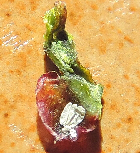 Silba adipata McAlpine: 5 empty eggs envelopes under an unripe fig reddish ostiolar scale.