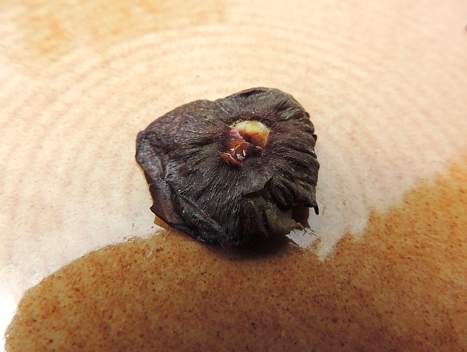 Silba adipata McAlpine: 10 empty eggs envelopes under an ostiolar scale (immature fig collected on the ground).