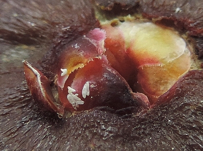 Silba adipata McAlpine: 10 empty eggs envelopes under an ostiolar scale (immature fig collected on the ground).