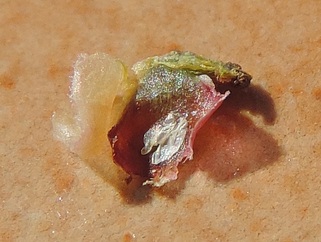 Silba adipata McAlpine: empty eggs envelopes under an unripe fig reddish ostiolar scale.