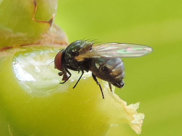 Silba adipata McAlpine: abdomen end of a female.
