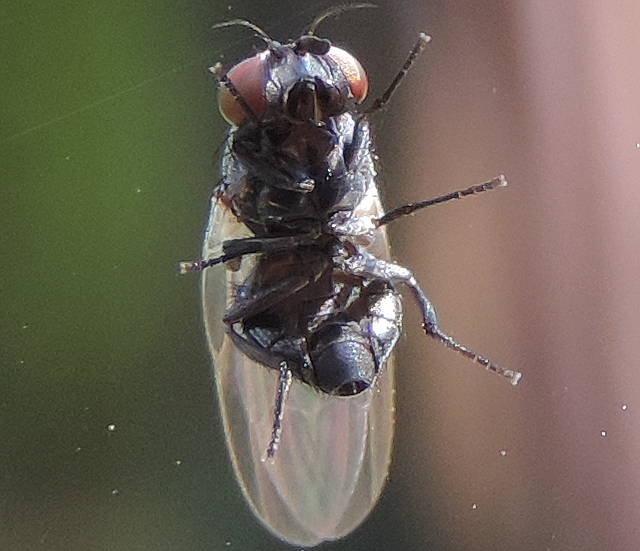 BSilba adipata McAlpine: abdomen end of a female (ventral view).