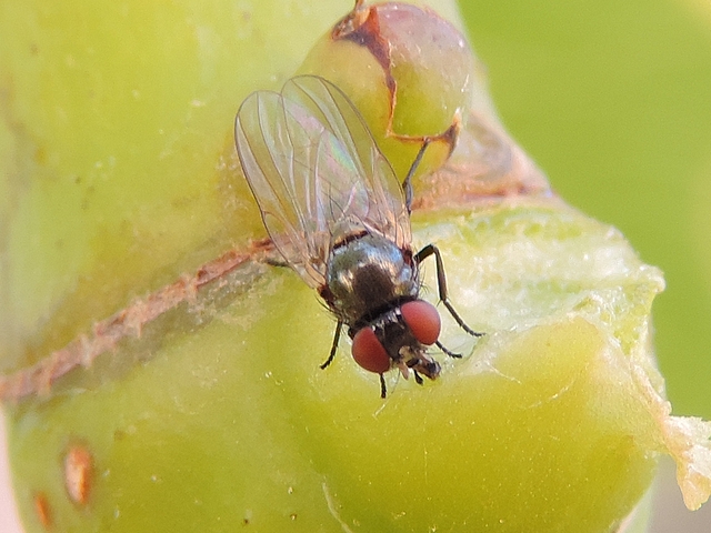 Black Fig Fly: wide interocular space of the female.