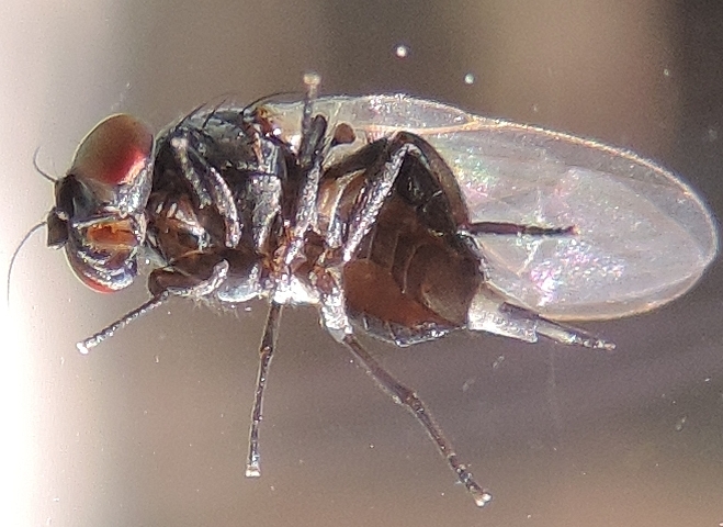 Black Fig Fly (Silba adipata McAlpine) : a female with the ovipositor out.