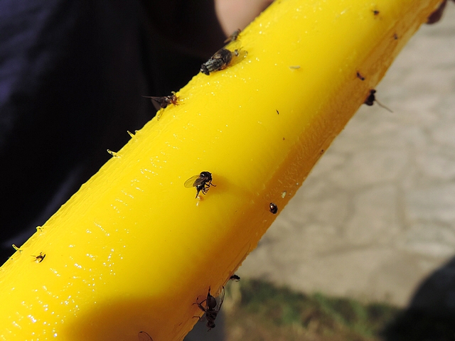 Black Fig Fly: female stuck on a yellow stick, having released two eggs.