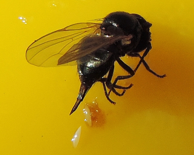Black Fig Fly: female stuck on a yellow stick, having released two eggs.