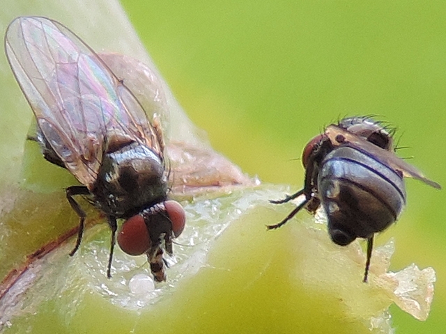 Two Black Fig Fly females, recognizable one by its interocular space and the other by its abdomen end.