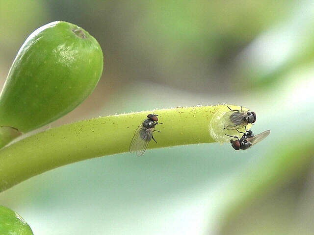 Black fig flies feeding on a cut fig tree leaf petiole.