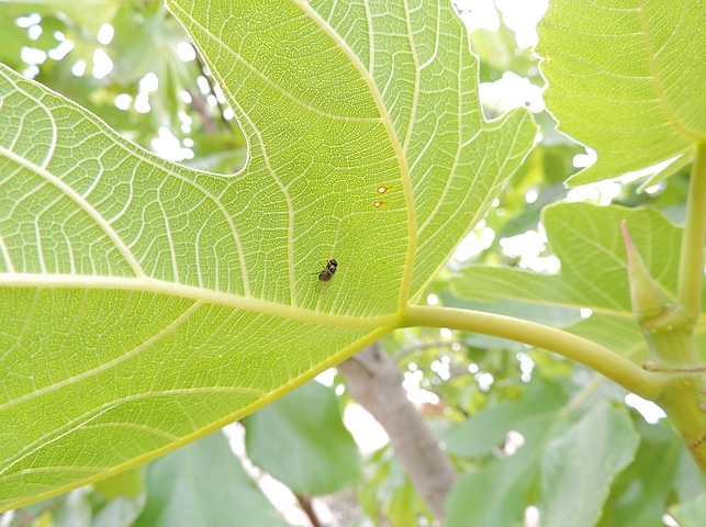 Black Fig Fly (Silba adipata McAlpine) on the underside of a fig tree leaf.