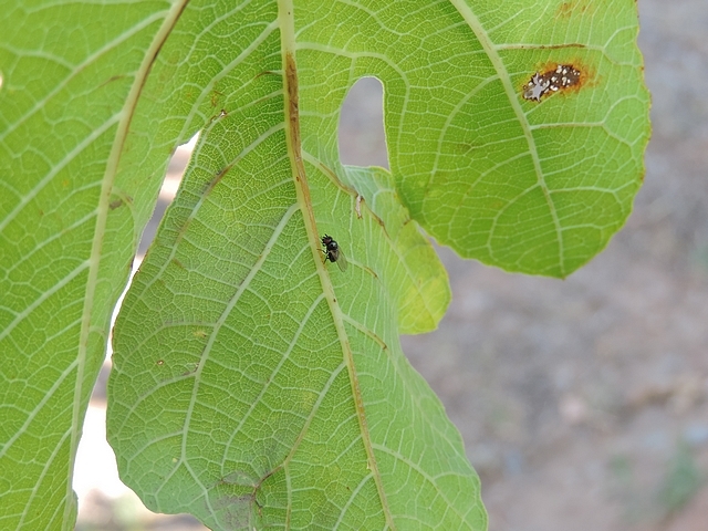 Black Fig Fly (Silba adipata McAlpine) on the underside of a fig tree leaf.