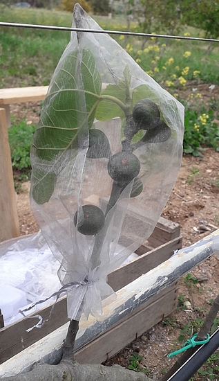 Figs group protected against the Black Fig Fly with organza.