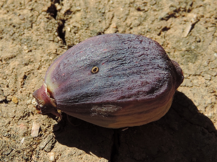 Immature fig parasitized by Silba adipata McAlpine, bearing 1 larva exit hole.