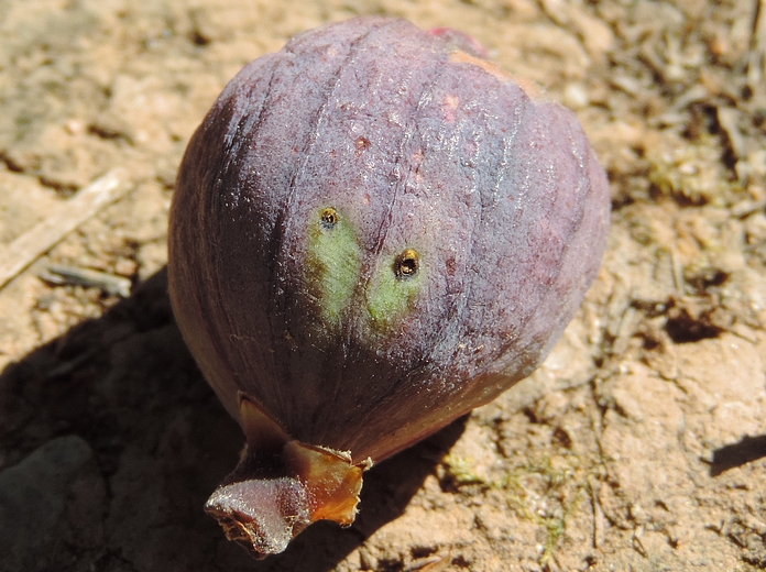 Immature fig parasitized by Silba adipata McAlpine, showing 2 larvae exit holes.