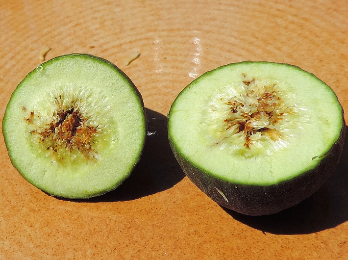 Silba adipata McAlpine : infested immature fig containing 7 larvae.