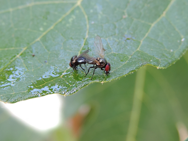 Two mated black fig flies (coupling position: end-to-end type).