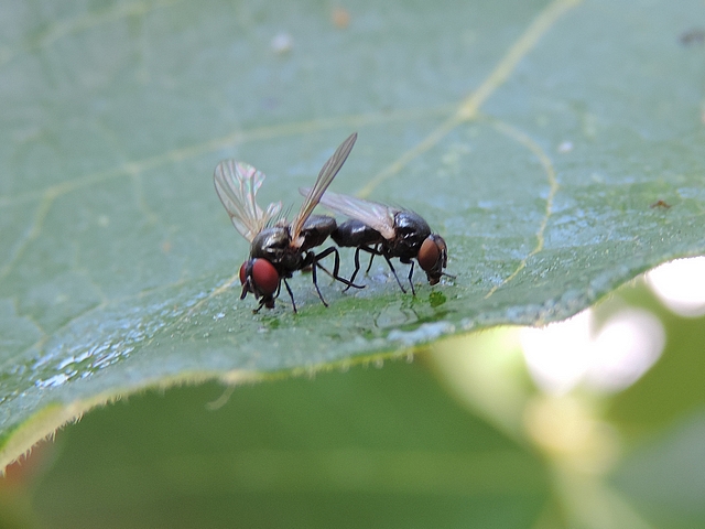Black fig flies in copula: the male's abdomen (on the left) is attached above the female's one.
