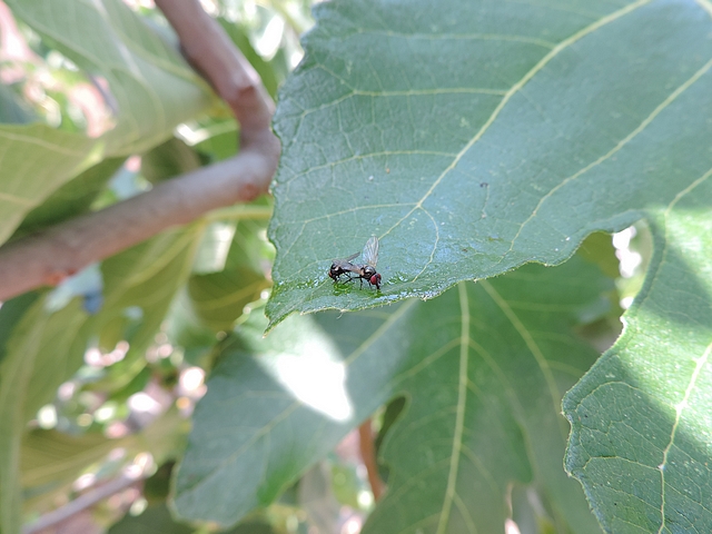 . Two mated black fig flies on a fig tree leaf.