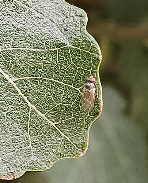 Silba adipata McAlpine individual that landed on a small fig tree leaf after the couple took flight.