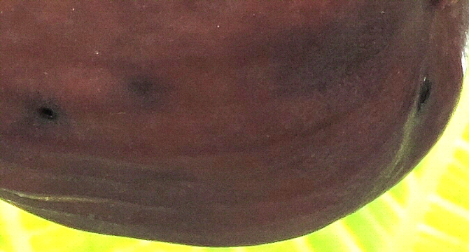 Ripe infested breba fig: the two Black Fig Fly larvae exit holes.