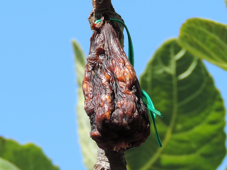 The breba fig attacked by Black Fig Fly is very dried out.