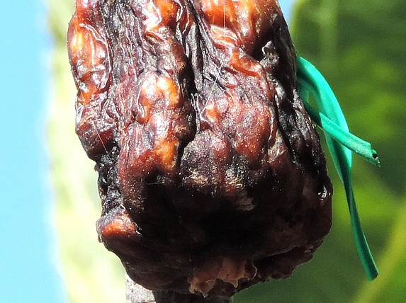 Dried out breba fig: still visible Black Fig Fly larva exit hole (below, on the right).