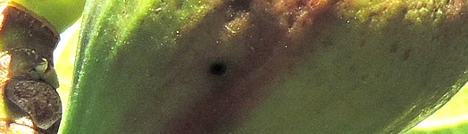 Infested breba fig: second Black Fig Fly larva exit hole.