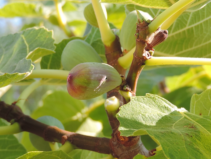 Black Fig Fly: infested fig starting to ripen.