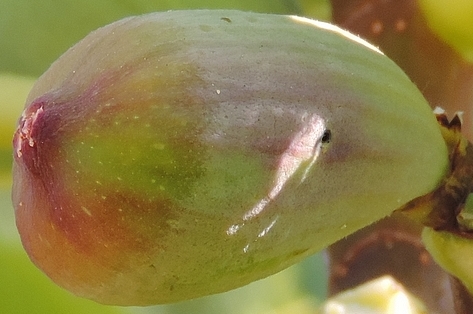 Black Fig Fly: larva exit hole on an infested fig starting to ripen.