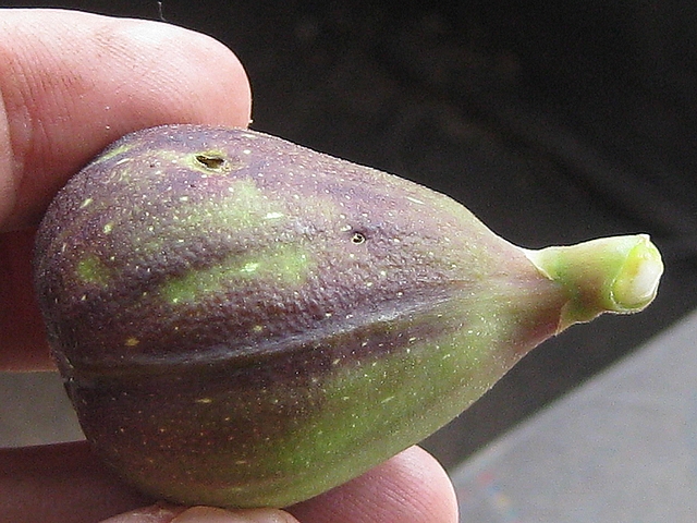 Immature fig attacked by the Black Fig Fly. 