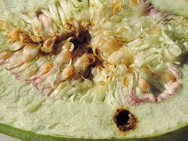 Black Fig Fly attacks symptoms: brownish central cavity and gallery hole in the parenchyma.