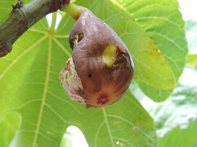 Black Fig Fly: fig attacked in the immature stage and having reached maturity.