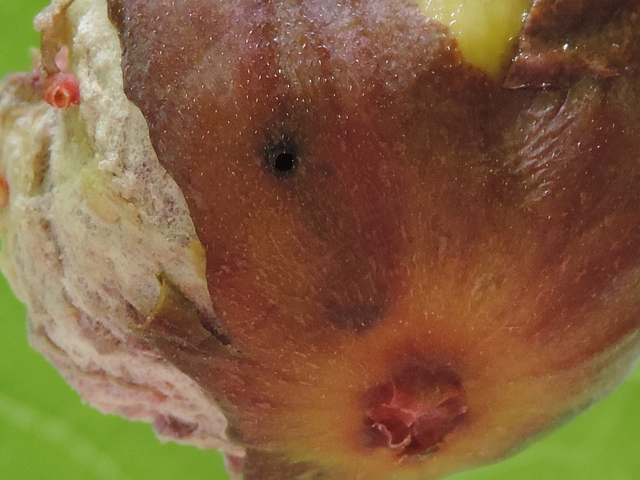 Black Fig Fly: larva exit hole on a fig attacked in the immature stage and having reached maturity.