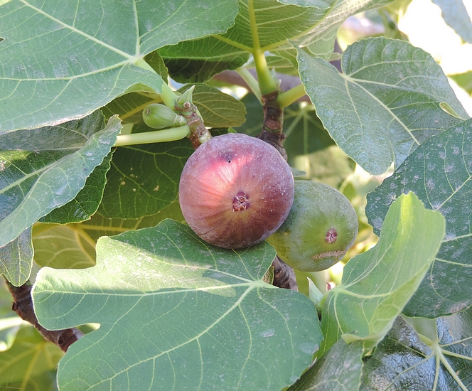 Black Fig Fly: fig attacked in the immature stage and having reached maturity.