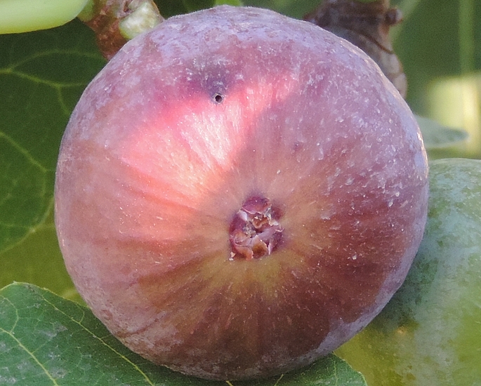 Black Fig Fly: larva exit hole on a fig attacked in the immature stage and having reached maturity.