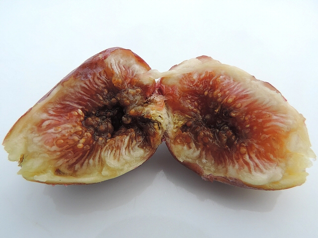 Interior of a ripe fig with Silba adipata McAlpine larvae exit holes, showing a major cryptogamic infection.