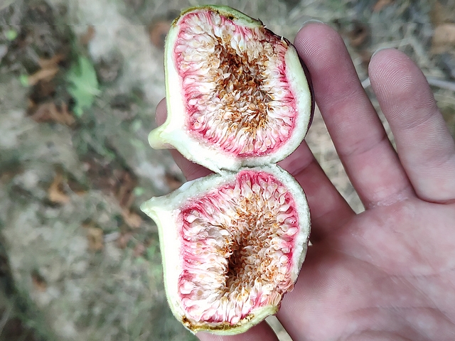 Interior of a 'Bourjassotte Noire' fig approaching maturity, showing a dry infructescence of white colour with red base.
