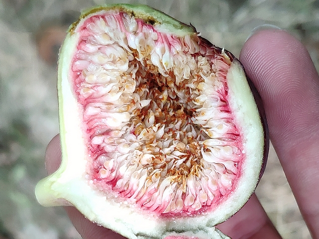 Interior of a 'Bourjassotte Noire' fig approaching maturity, showing a dry infructescence of white colour with red base.