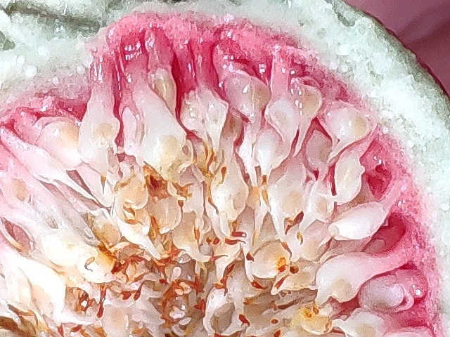 Dry infructescence of white colour with red base of a fig approaching maturity, after a Black Fig Fly attack in the immature stage.