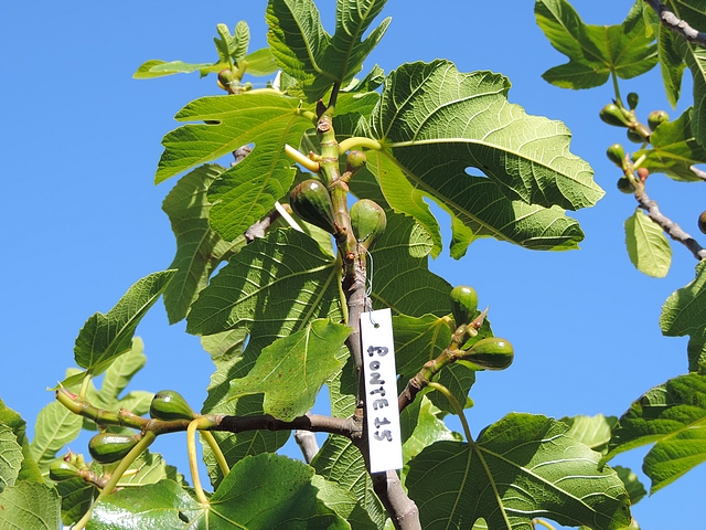 Control fig labeled with an egg-laying number at the end of Silba adipata McAlpine ovipositions sequence.