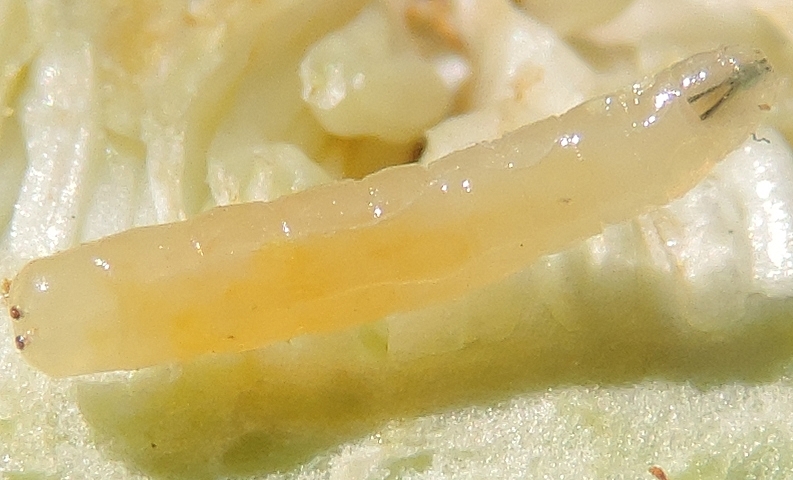 Black Fig Fly larva with the cephalic capsule retracted inside the first thoracic segment.