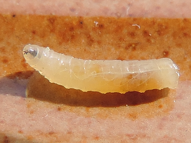 Silba adipata McAlpine larva.
