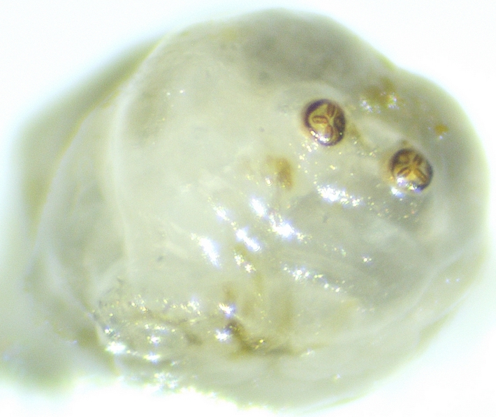 Silba adipata McAlpine larva: posterior spiracles.