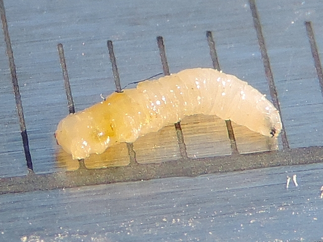 Silba adipata McAlpine larva: anal area.